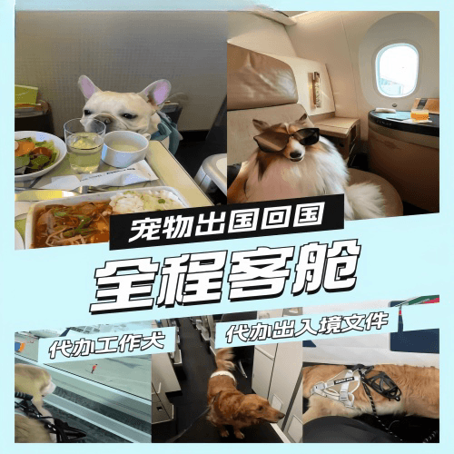 晋中市宠物托运到白俄罗斯宠物入境规定和要求